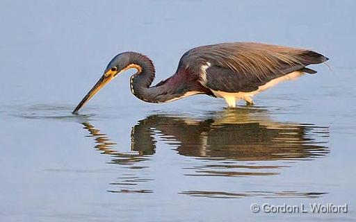 Heron Striking_40917.jpg - Tricolored Heron (Egretta tricolor)Photographed along the Gulf coast near Rockport, Texas, USA.